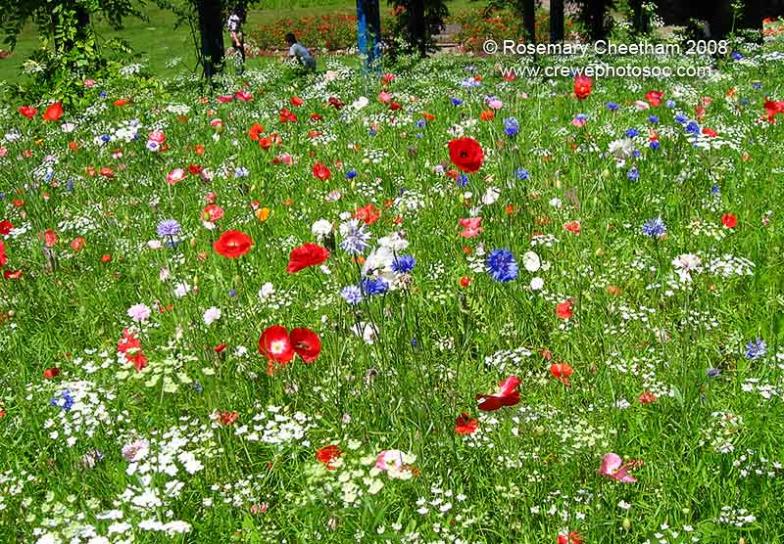 Wild Flower Hydroseeding