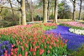 Spring Bulb Plantings